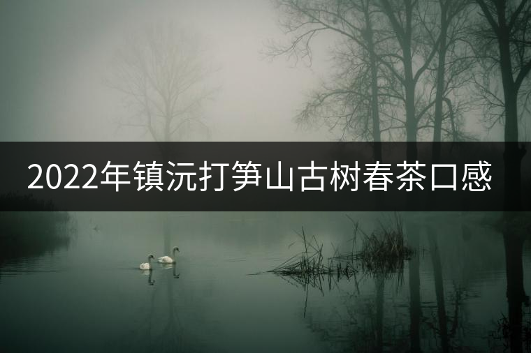2022年鎮(zhèn)沅打筍山古樹春茶口感？