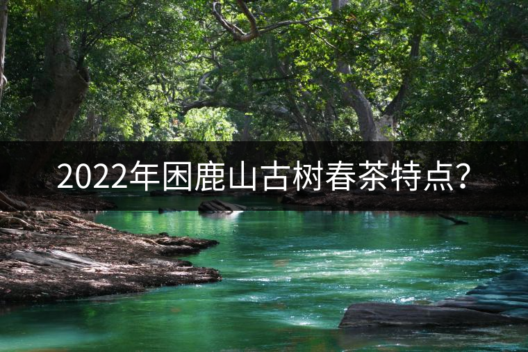 2022年困鹿山古樹春茶特點(diǎn)？