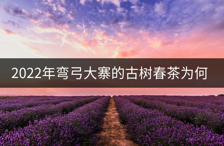 2022年彎弓大寨的古樹春茶為何如此之珍貴？