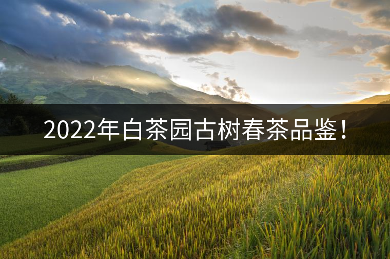 2022年白茶園古樹春茶品鑒! 2022年白茶園古樹春茶品鑒!