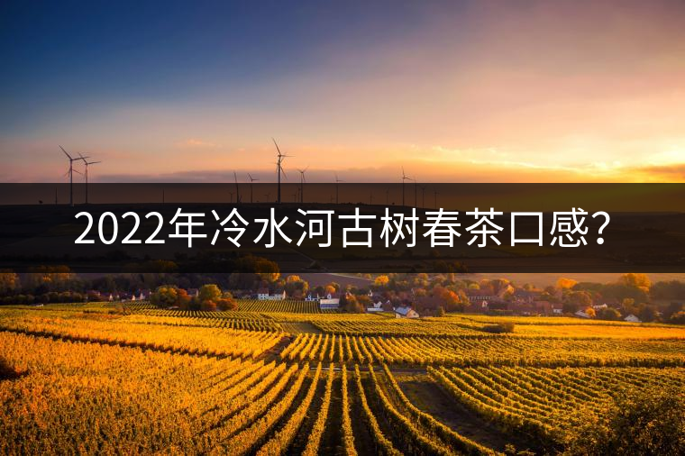 2022年冷水河古樹春茶口感？