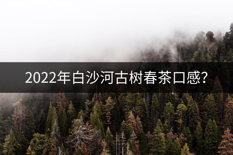 2022年白沙河古樹(shù)春茶口感？