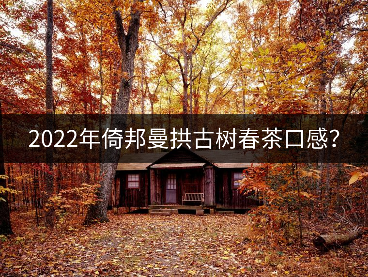 2022年倚邦曼拱古樹春茶口感？