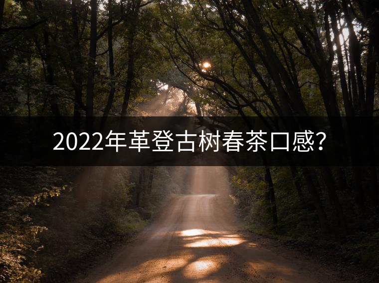 2022年革登古樹(shù)春茶口感？