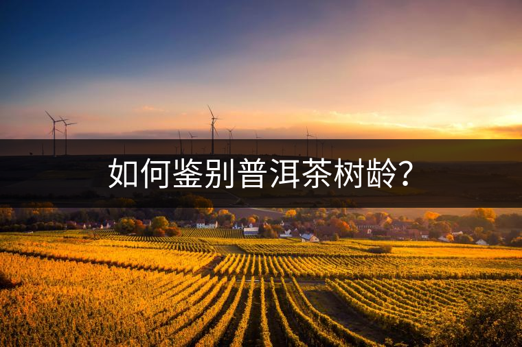 如何鑒別普洱茶樹(shù)齡？