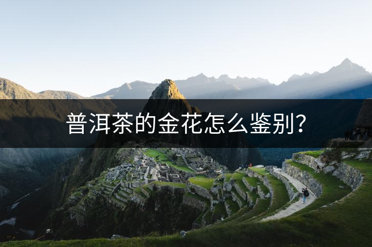普洱茶的金花怎么鑒別？