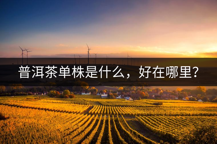 普洱茶單株是什么，好在哪里？
