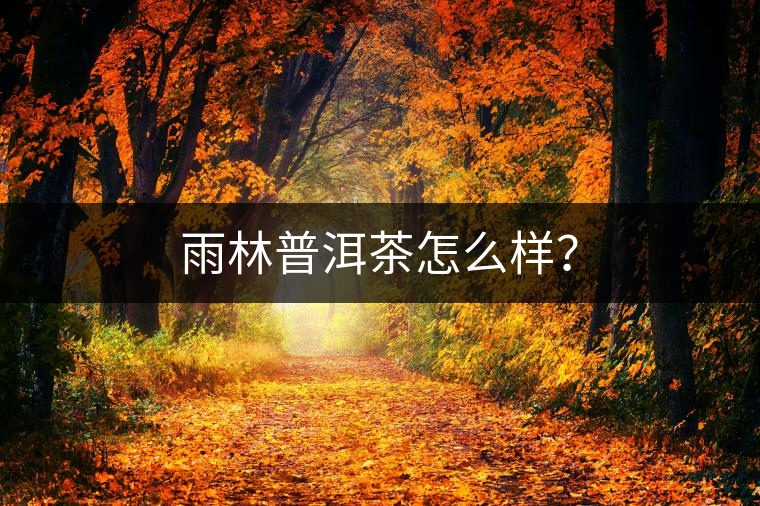 雨林普洱茶怎么樣？