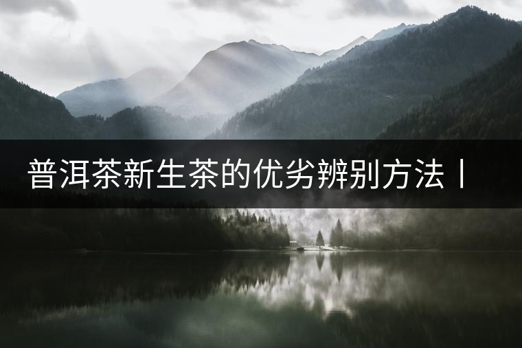 普洱茶新生茶的優(yōu)劣辨別方法丨經(jīng)驗 普洱茶新生茶的優(yōu)劣辨別方法丨經(jīng)驗