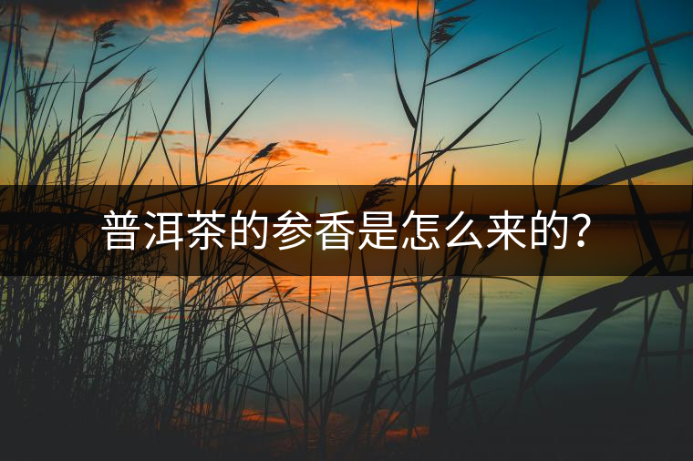 普洱茶的參香是怎么來(lái)的? 普洱茶的參香是怎么來(lái)的?