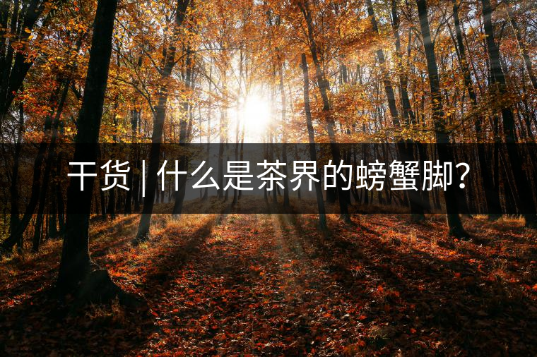 干貨 | 什么是茶界的螃蟹腳？