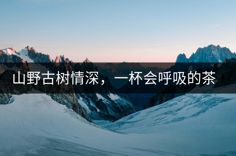 山野古樹情深，一杯會呼吸的茶滋味