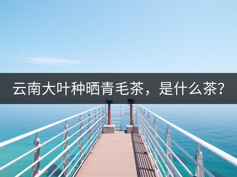 云南大葉種曬青毛茶，是什么茶？