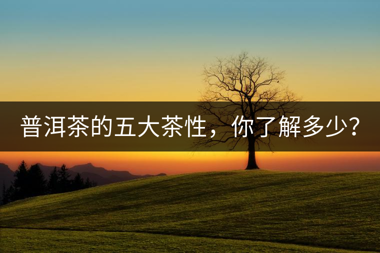 普洱茶的五大茶性，你了解多少？