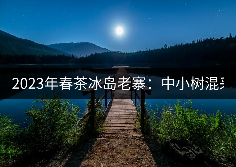2023年春茶冰島老寨：中小樹(shù)混采2500-3000元／公斤，大樹(shù)：7000-8000元／公斤，古樹(shù)混采：28000-36000元／公斤