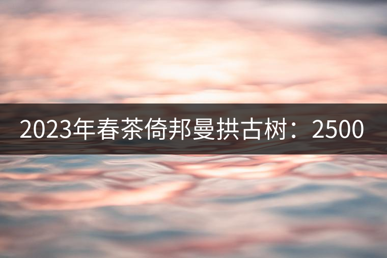2023年春茶倚邦曼拱古樹(shù)：2500-3000元／公斤，貓耳朵6000元／公斤