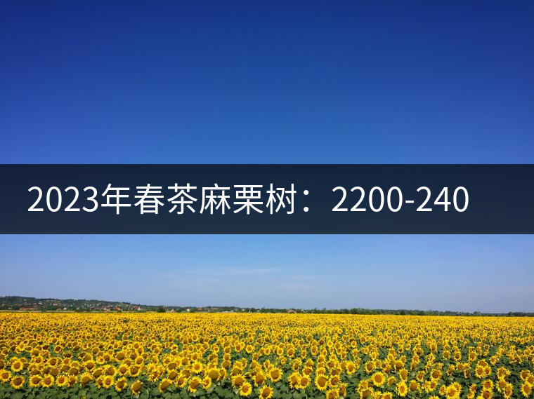 2023年春茶麻栗樹(shù)：2200-2400元／公斤