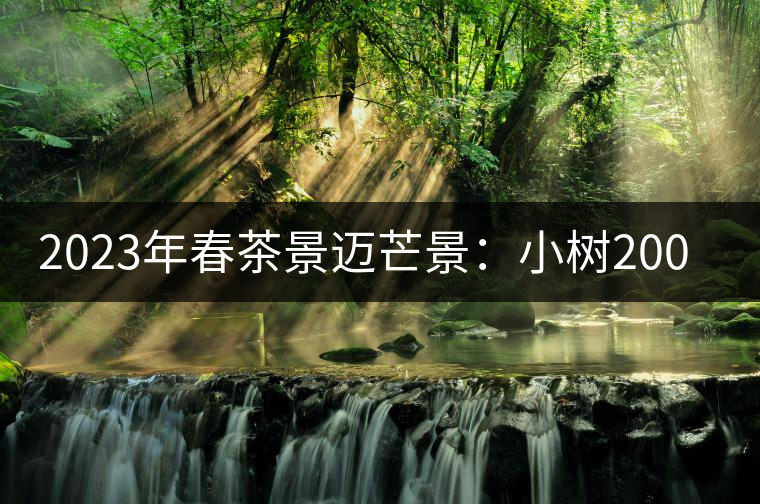 2023年春茶景邁芒景：小樹200元／公斤，古樹：600-800元／公斤