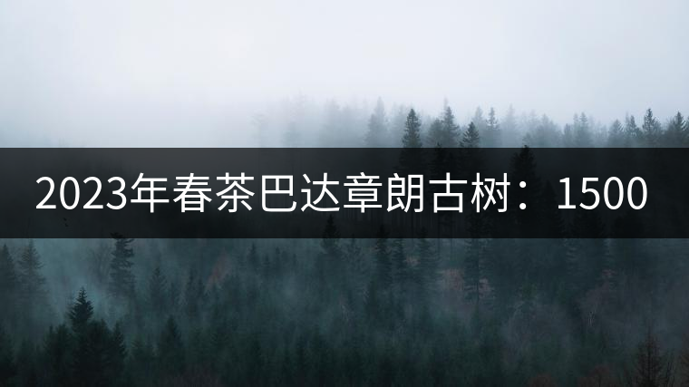 2023年春茶巴達(dá)章朗古樹:1500-1600元/公斤,喬木250元/公斤 2023年春茶巴達(dá)章朗古樹:1500-1600元/公斤,喬木250元/公斤