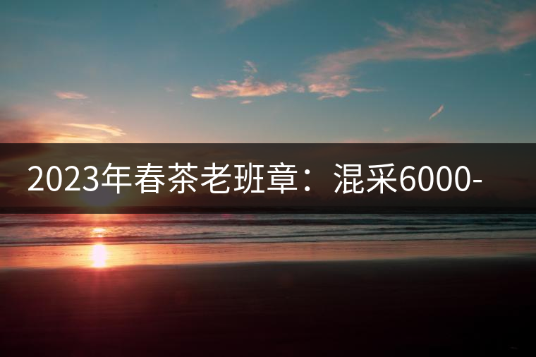 2023年春茶老班章：混采6000-8000元／公斤，挑采：12000元／公斤