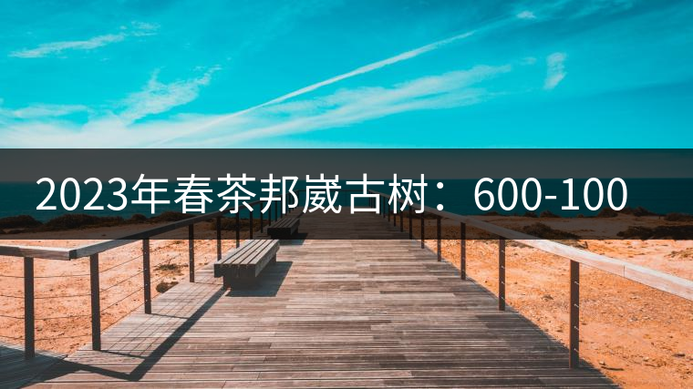 2023年春茶邦崴古樹：600-1000元／公斤
