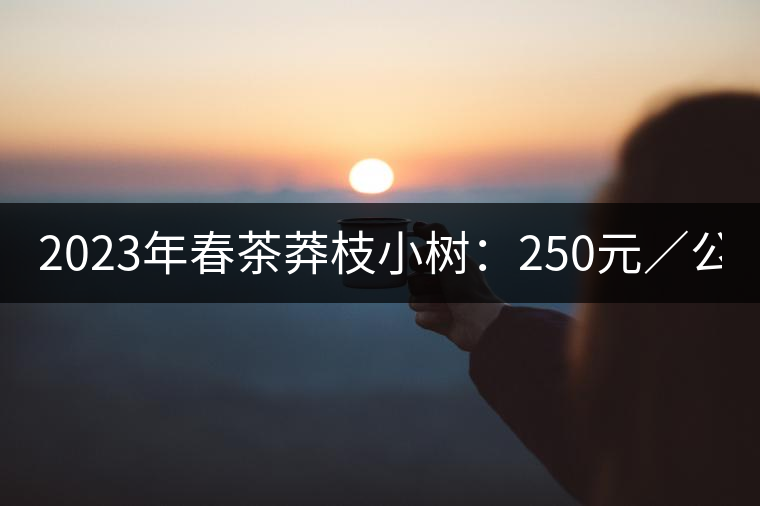 2023年春茶莽枝小樹：250元／公斤， 古樹：1000-1200元／公斤