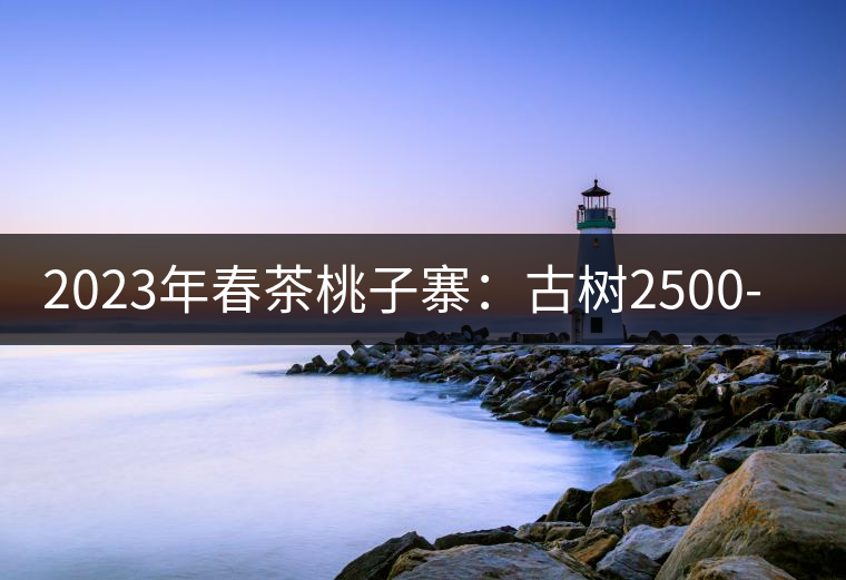 2023年春茶桃子寨:古樹2500-3000元/公斤 2023年春茶桃子寨:古樹2500-3000元/公斤