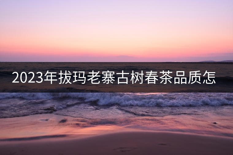 2023年拔瑪老寨古樹春茶品質(zhì)怎么樣？