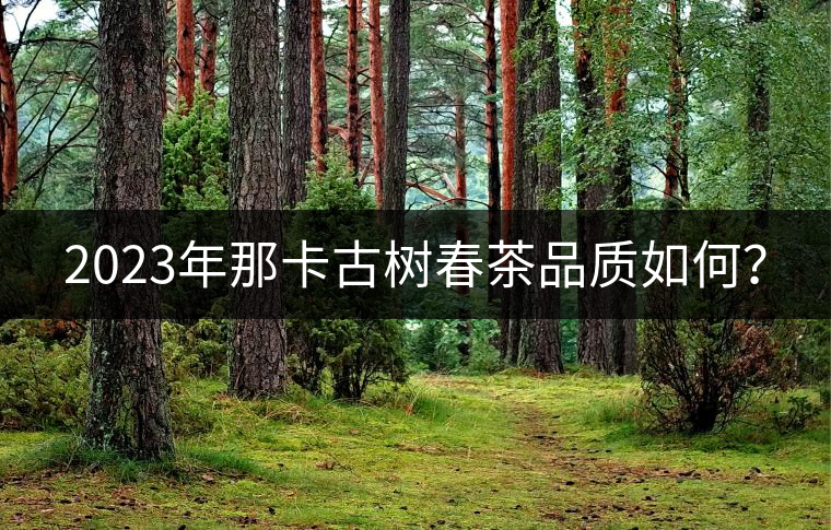 2023年那卡古樹春茶品質(zhì)如何? 2023年那卡古樹春茶品質(zhì)如何?