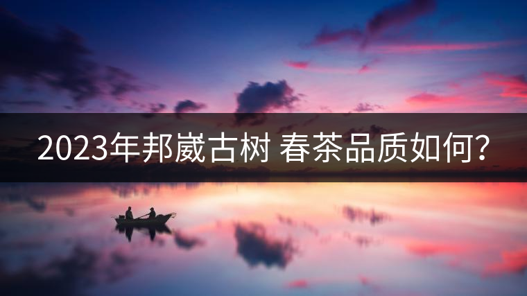 2023年邦崴古樹 春茶品質(zhì)如何？
