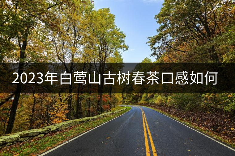 2023年白鶯山古樹(shù)春茶口感如何? 2023年白鶯山古樹(shù)春茶口感如何?
