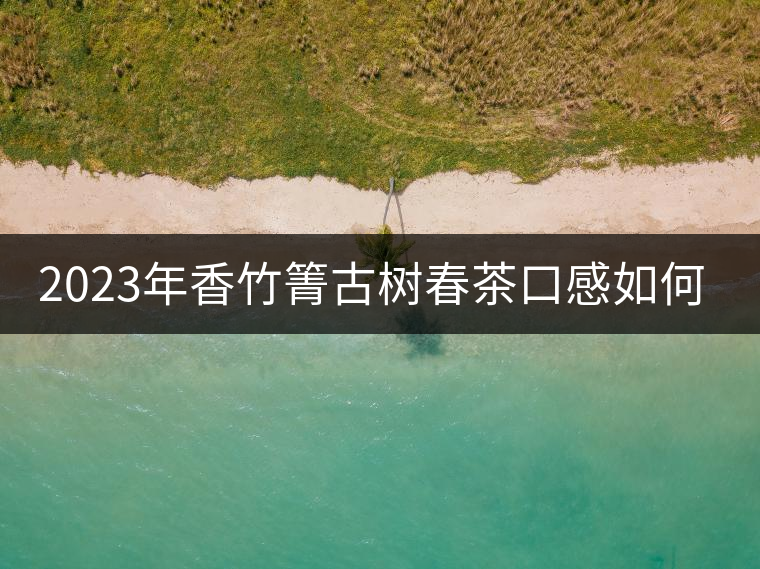 2023年香竹箐古樹春茶口感如何？