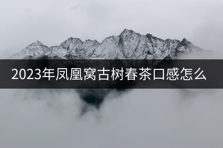 2023年鳳凰窩古樹春茶口感怎么樣？