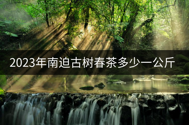 2023年南迫古樹春茶多少一公斤？