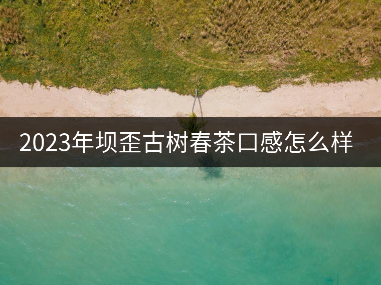 2023年壩歪古樹春茶口感怎么樣？