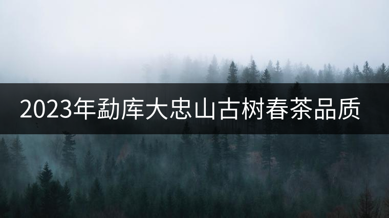 2023年勐庫(kù)大忠山古樹(shù)春茶品質(zhì)怎么樣? 2023年勐庫(kù)大忠山古樹(shù)春茶品質(zhì)怎么樣?
