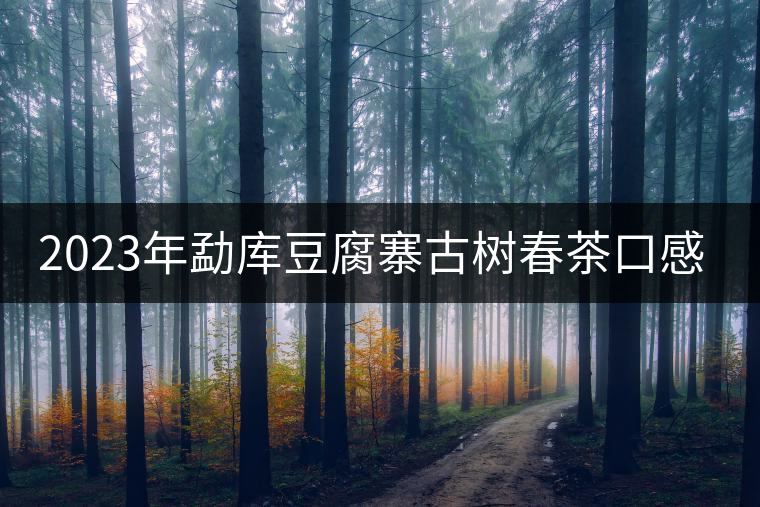 2023年勐庫豆腐寨古樹春茶口感怎么樣？
