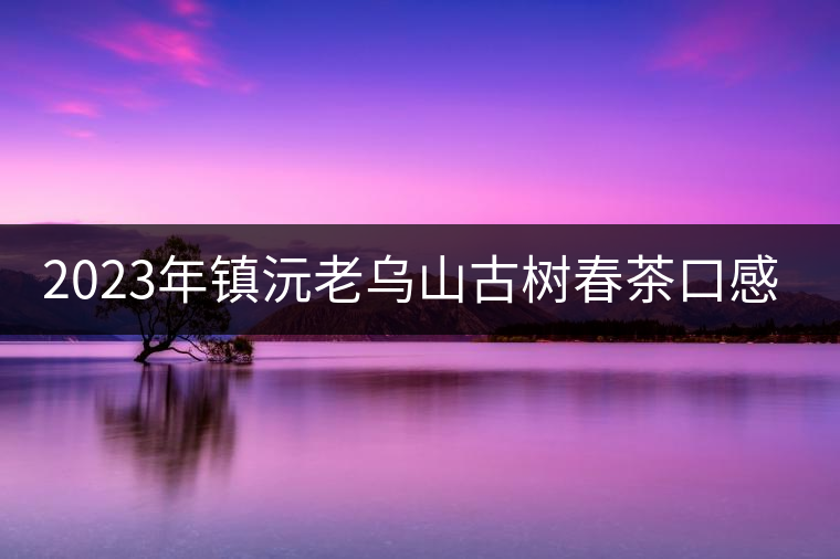 2023年鎮(zhèn)沅老烏山古樹春茶口感怎么樣？