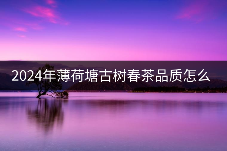 2024年薄荷塘古樹春茶品質(zhì)怎么樣？