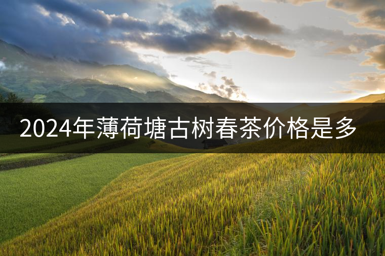 2024年薄荷塘古樹春茶價格是多少？