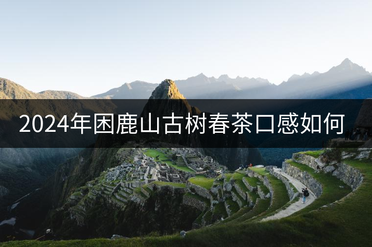 2024年困鹿山古樹春茶口感如何？