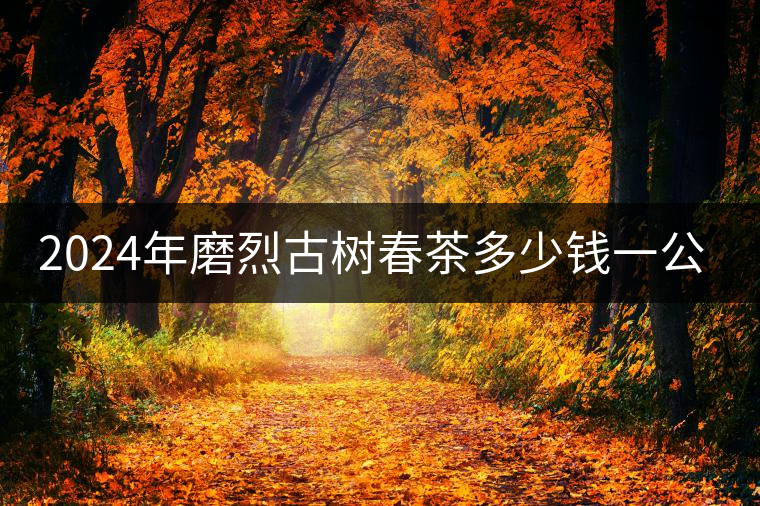 2024年磨烈古樹春茶多少錢一公斤？
