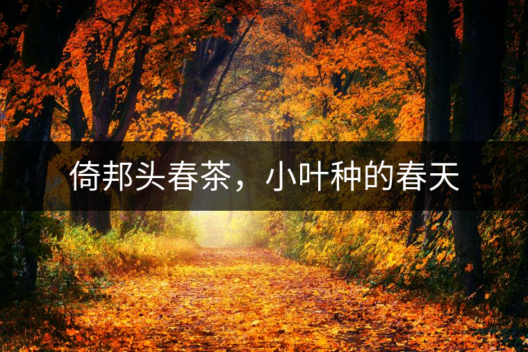 倚邦頭春茶，小葉種的春天