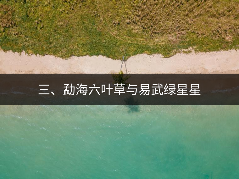 三、勐海六葉草與易武綠星星