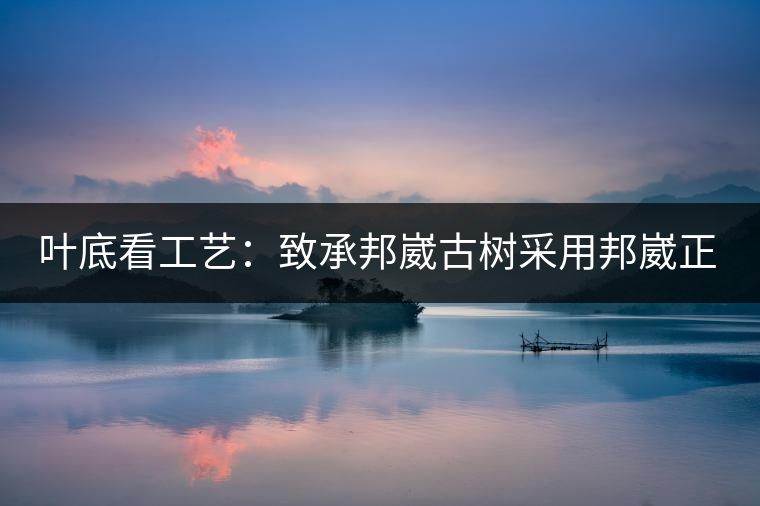葉底看工藝：致承邦崴古樹采用邦崴正山三百至五百年古茶樹頭春鮮葉。經(jīng)手工殺青，石墨壓制，餅型周正，嚴(yán)守傳統(tǒng)工藝；葉底鮮活，幾乎無糊點(diǎn)，前期殺青較輕，這樣更利于后期轉(zhuǎn)化。