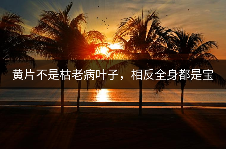 黃片不是枯老病葉子，相反全身都是寶