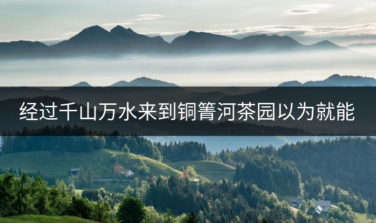 經(jīng)過千山萬水來到銅箐河茶園以為就能收到茶了？
