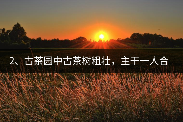 2、古茶園中古茶樹粗壯，主干一人合圍吃力，枝杈壯碩