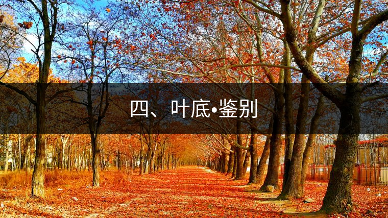 四、葉底?鑒別