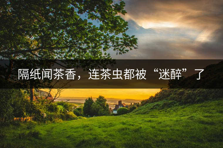 隔紙聞茶香，連茶蟲都被“迷醉”了